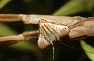 Mantes: Praying Mantis