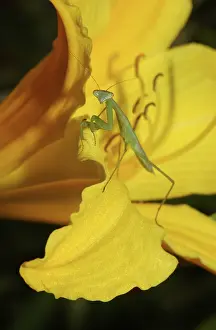 Lilies: Praying Mantis