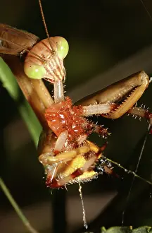 Mantids: Praying Mantis