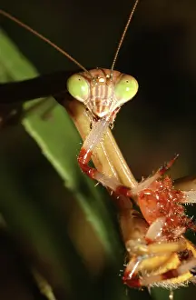 Mantids: Praying Mantis