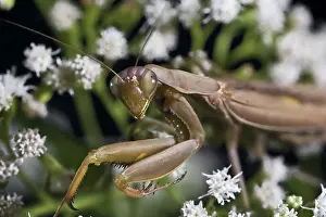 Preying: Praying Mantis