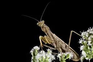 Preying: Praying Mantis