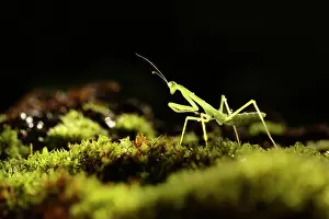 Zebrata: Praying Mantis