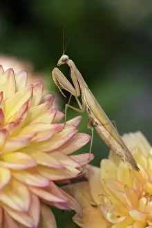Religiosa: Praying Mantis