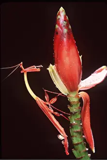 Alike: PRAYING MANTIS