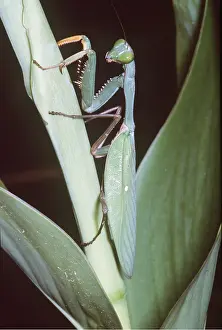 Mantis: PRAYING MANTIS
