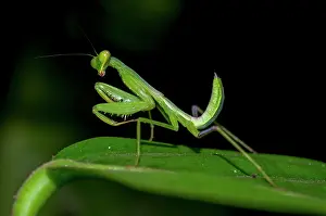 Mantis: Praying Mantis