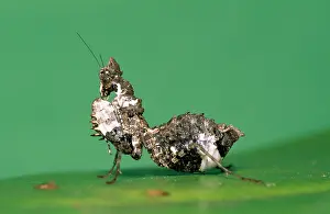 Nasutus: Praying Mantis - bird dropping mimic