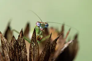 70617: Praying mantis (Blue winged mantis) - head on close