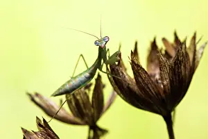 70617: Praying mantis (Blue winged mantis) - Taken under