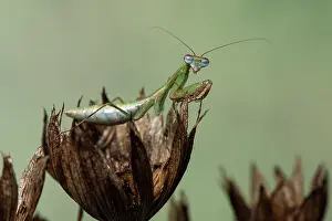 70617: Praying mantis (Blue winged mantis) - Taken under