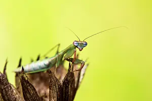 70617: Praying mantis (Blue winged mantis) - Taken under