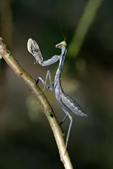 Sphodromantis: Praying Mantis on branch
