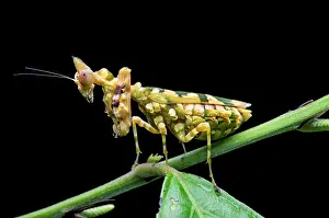 Nacional: Praying mantis (Callibia diana) with green markings