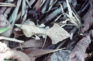 Pascal Goetgheluck: PRAYING MANTIS - CAMOUFLAGED
