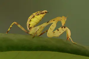 Mantises: Praying Mantis controlled conditions Birmingham