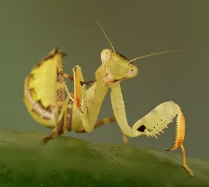 Mantises: Praying Mantis controlled conditions Birmingham