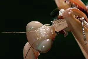 Crickets: Praying Mantis - eating a cricket