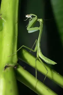 Mantis: Praying Mantis eating Mealybug