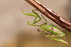 Mantises: Praying Mantis (European Mantis) mating