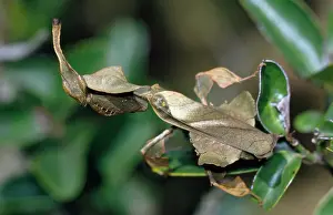 Paradoxa: Praying Mantis - female