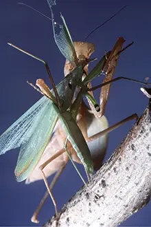 Pascal Goetgheluck: PRAYING MANTIS - female eating male mate