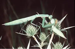 Kill: PRAYING MANTIS - female eating male mate