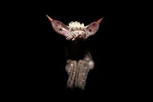 Paratoxodera: Praying Mantis - detail of head
