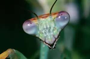 Pseudocreobotra: Praying MANTIS - head close-up