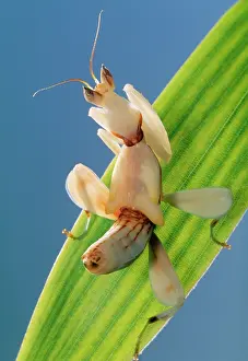 Coronatus: Praying Mantis - juvenile