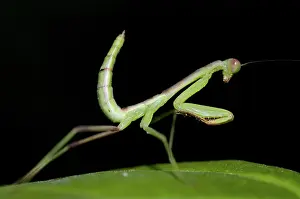 Mantodea: Praying Mantis - on leaf
