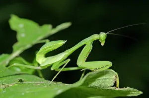 Mantodea: Praying Mantis - on leaf - Klungkung, Bali, Indonesia