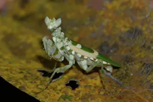 270101: Praying Mantis on leaf - Komodo, Indonesia