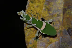 270101: Praying Mantis on leaf - Komodo, Indonesia
