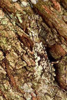Andasibe: Praying mantis (Majanga sp) on a tree bark, Andasibe