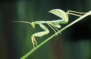 Religiosa: Praying Mantis (Mantis religiosa) in close up