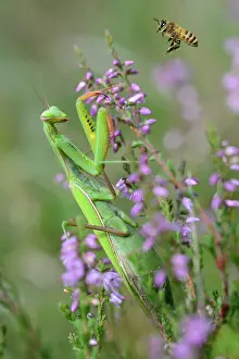 Dictyoptera: Praying mantis (Mantis religiosa) female and bee
