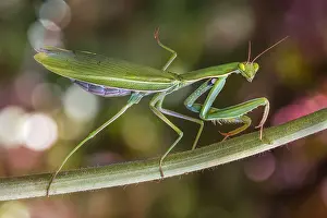 Mantis: Praying mantis (Mantis religiosa) female on a stem