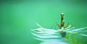 Religiosa: Praying Mantis (Mantis religiosa) on Fern, Cantabria