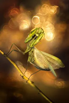 Religiosa: Praying mantis (Mantis religiosa) in a forest near