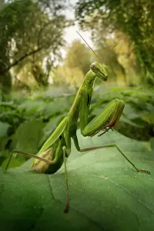 Riverain: Praying mantis (Mantis religiosa) in a forest near
