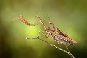 Religiosa: Praying mantis (Mantis religiosa) mating in a forest