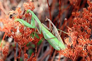 Mantis: Praying mantis (Mantis religiosa) mating on ston