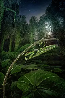 Religiosa: Praying mantis (Mantis religiosa) at the moolight