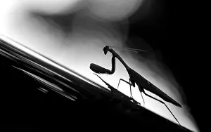Religiosa: Praying Mantis (Mantis religiosa) on a windshie