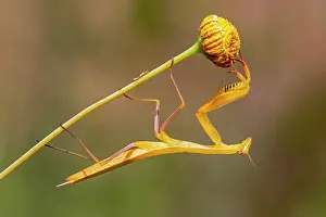 Steal: Praying mantis (Mantis religiosa) Yellow male on