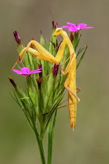 Religiosa: Praying mantis (Mantis religiosa) Yellow male on