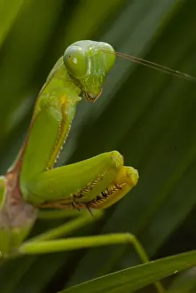 Waiting: Praying Mantis (Mantodea) waiting for prey, Mal