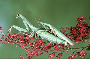 Mantis: PRAYING MANTIS - mating