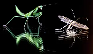 Mantises: Praying Mantis and moth